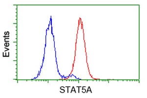 Monoclonal Mouse anti-Human STAT5A Antibody (clone OTI8H1, IF, WB)