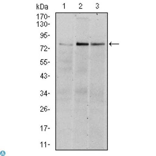 RPS6KA3 / RSK2 Antibody