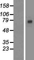 ESRP1 / RBM35A Protein (Over-Expression Lysate Myc-DDK (Flag))
