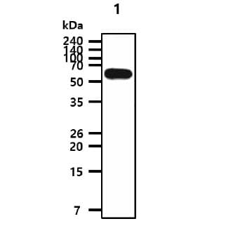 HDAC2 Antibody (clone AT3B1)