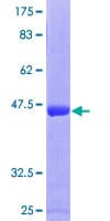 Human ARL4C Protein (Recombinant GST)