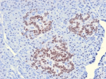 HNF1A / HNF1 Antibody (clone HNF1A/2087)