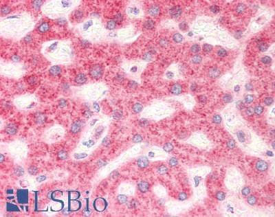Polyclonal Goat anti-Human RPS19 / Ribosomal Protein S19 Antibody (aa111-122, IHC, WB)