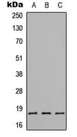 CMTM1 Antibody (C-Terminus)