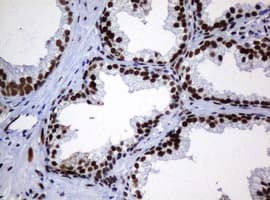 ZSCAN18 / ZNF447 Antibody (clone OTI4D10, Carrier-free)