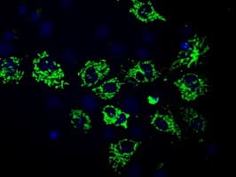 HMRF1L / MTRF1L Antibody (clone OTI1C8)