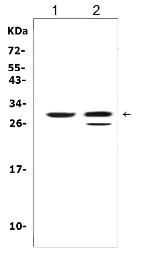 KLK1 / Kallikrein 1 Antibody (aa182-197)