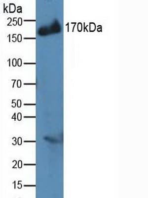 IRS2 / IRS-2 Antibody (aa985-1255, APC)