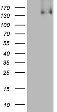 KDM3A / JMJD1A Antibody (aa850-1321, clone OTI5A7)