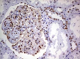 DDX56 Antibody (aa323-547, clone OTI2E5)