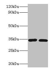 CASP7 / Caspase 7 Antibody