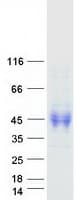Human CD30L / CD153 Protein (Recombinant Myc-DDK (Flag))