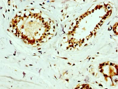 RAB35 Antibody