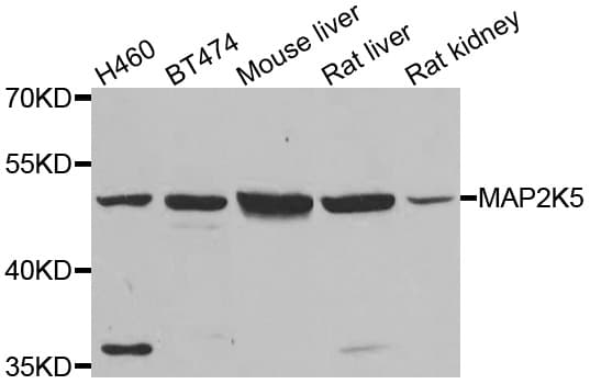 MAP2K5 / MEK5 Antibody