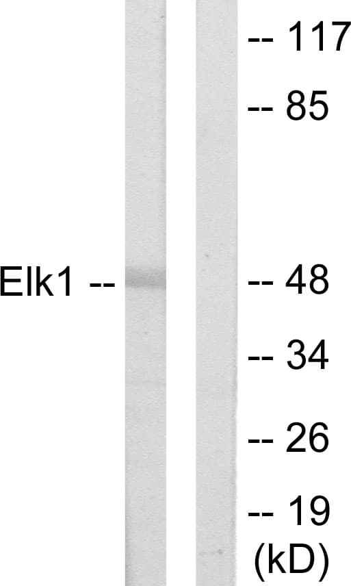 ELK1 Antibody (aa1-50)