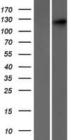SEC24C Protein (Over-Expression Lysate Myc-DDK (Flag))