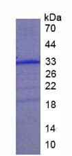 Human COLEC10 Protein (Recombinant His)