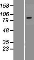 VR1 / TRPV1 Protein (Over-Expression Lysate Myc-DDK (Flag))