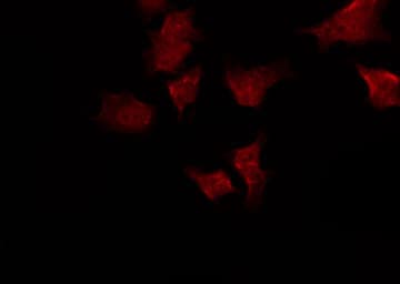RGS10 Antibody