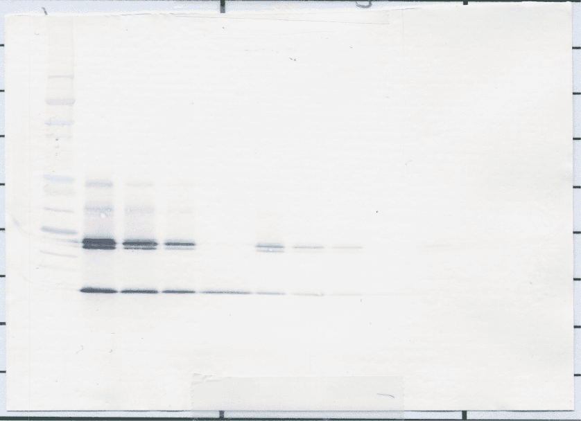 IL5 Antibody (Biotin)