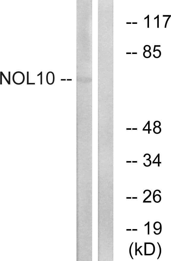 NOL10 Antibody (aa639-688)