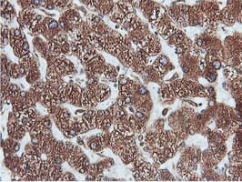 PDIA4 / ERP72 Antibody (clone OTI2B9)