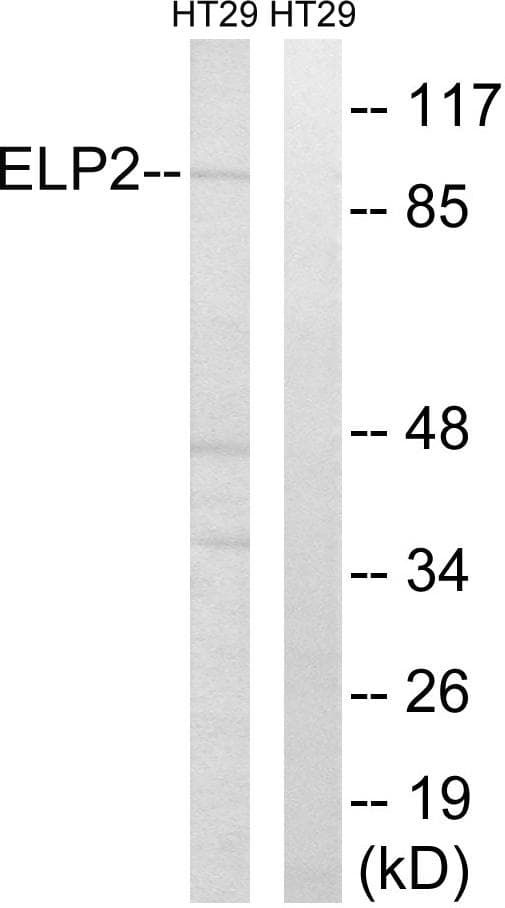 ELP2 / STATIP1 Antibody