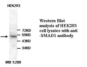 SMAD1 Antibody (C-Terminus)