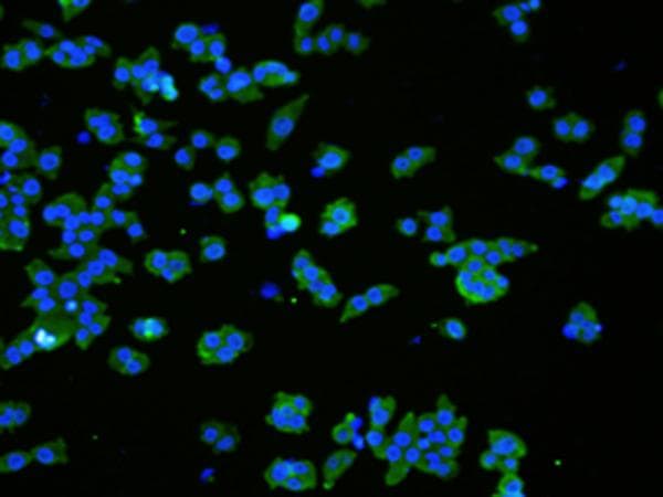 VMA21 / XMEA Antibody