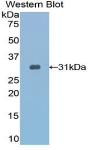 TOLLIP Antibody (aa19-254)