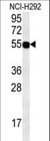 ZNF492 Antibody (aa480-509)