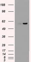 NRBP1 / NRBP Antibody (clone OTI4C1)