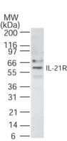 IL21 Receptor Antibody (aa65-80)