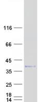 Human ING2 Protein (Recombinant Myc-DDK (Flag))