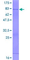 Human HS3ST3A1 Protein (Recombinant GST)