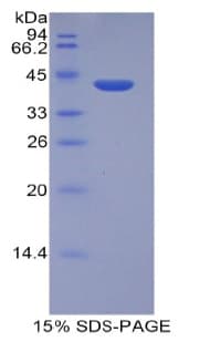 Human HIST2H2AA3 Protein (Recombinant His-GST)