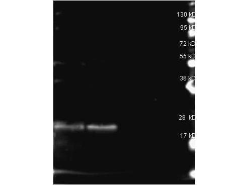 Phycoerythrin, B- Antibody