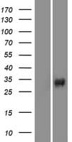 VAV3 Protein (Over-Expression Lysate Myc-DDK (Flag))