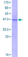 Human TNFSF18 / GITRL Protein (Recombinant GST)