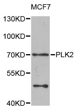 Polyclonal Rabbit anti-Human SNK / PLK2 Antibody (WB)