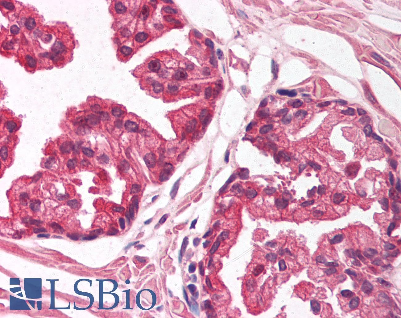NFIA / Nuclear Factor 1 Antibody (aa348-397)