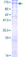 Human ATP1A3 Protein (Recombinant GST)