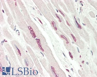 Polyclonal Rabbit anti-Human MAFB Antibody (aa251-300, IHC, WB)
