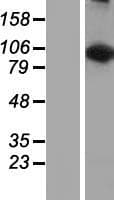 LARS2 / LEURS1 Protein (Over-Expression Lysate Myc-DDK (Flag))