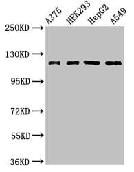 Polyclonal Rabbit anti-Human FARP1 / CDEP Antibody