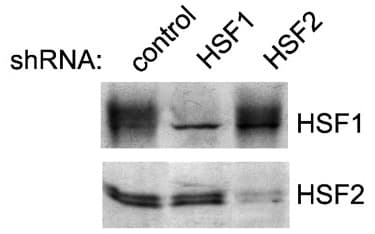 HSF2 Antibody (clone 3E2)