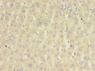 HOMER2 / Homer 2 Antibody