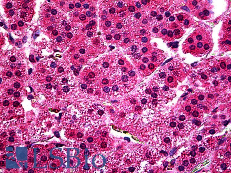 IHC-plus™ MYB / c-Myb Antibody (aa241-254)