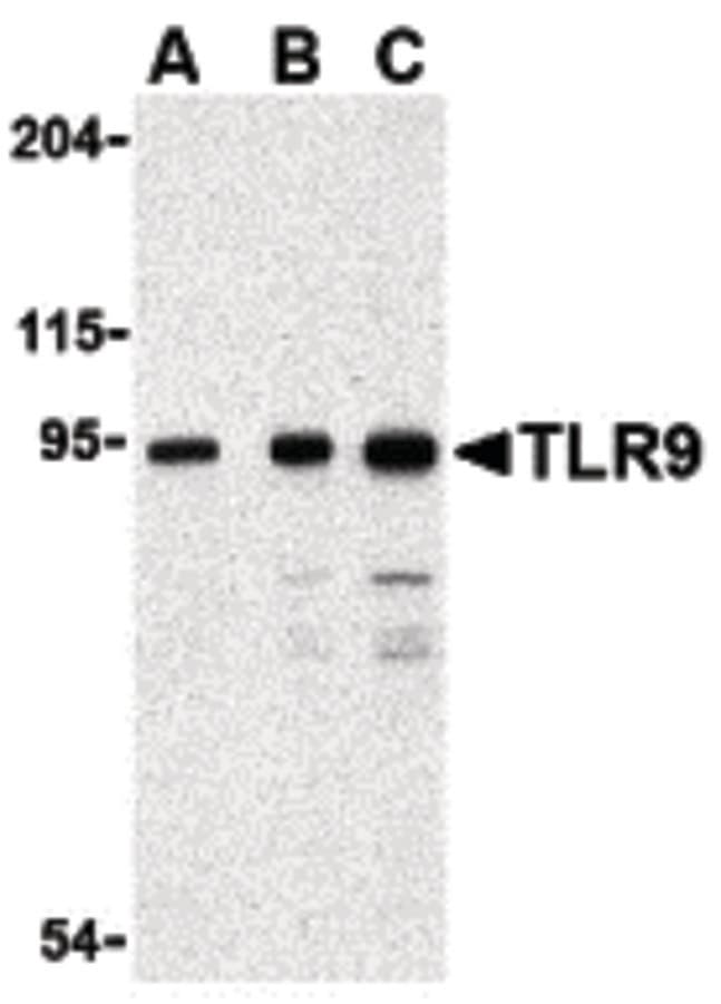 TLR9 Antibody