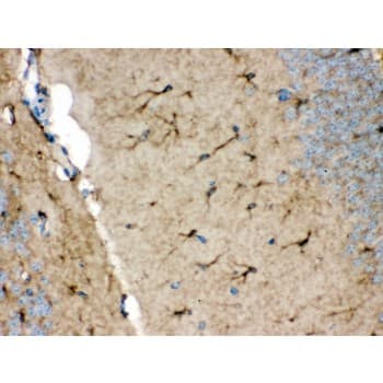 NDRG2 Antibody (aa210-247)